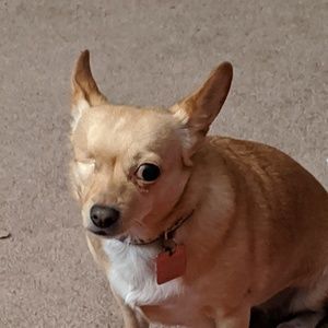 Meet your Posher, Bonnie